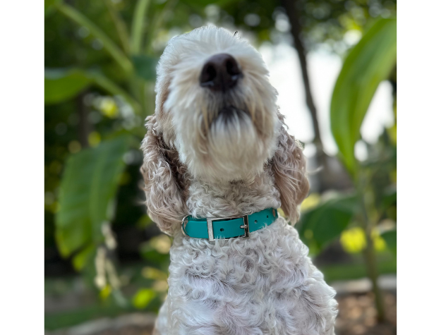 Fishtail Hand Braided Dog Collar in Teal & Cream - Southlake Paws