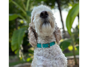 Fishtail Hand Braided Dog Collar in Teal & Cream
