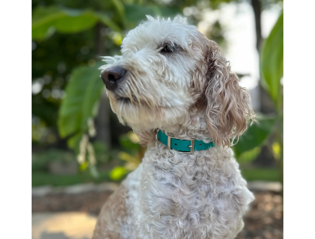 Fishtail Hand Braided Dog Collar in Teal & Cream - Southlake Paws