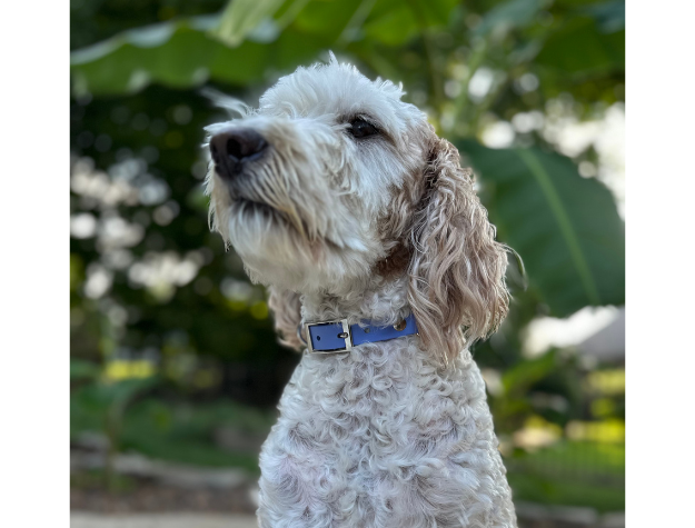 Fishtail Hand Braided Dog Collar in Lavender & Smoke - Southlake Paws