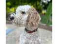 Load image into Gallery viewer, Fishtail Hand Braided Dog Collar in Burgundy & Cream - Southlake Paws
