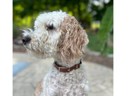 Fishtail Hand Braided Dog Collar in Burgundy & Cream