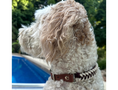 Load image into Gallery viewer, Fishtail Hand Braided Dog Collar in Burgundy & Cream - Southlake Paws
