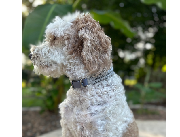 Fishtail Hand Braided Dog Collar in Graphite & Smoke - Southlake Paws