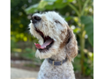 Load image into Gallery viewer, Fishtail Hand Braided Dog Collar in Graphite & Smoke - Southlake Paws
