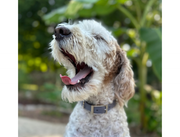 Fishtail Hand Braided Dog Collar in Graphite & Smoke