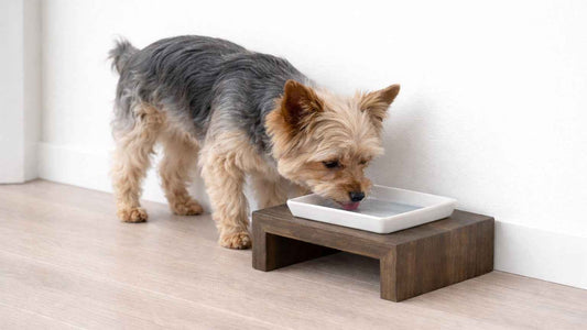 Bowsers Single Artisan Wood Dog Bowl Feeder - Elevated Designer Pet Dining