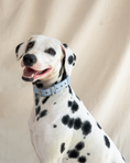 Load image into Gallery viewer, Wander! Waterproof Collar - Sky
