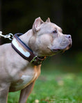 Load image into Gallery viewer, "Buffalo" collar
