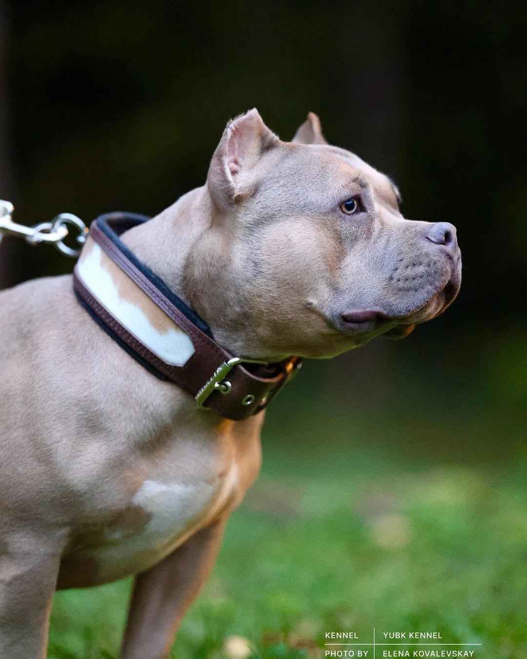 "Buffalo" collar