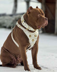 Load image into Gallery viewer, The "Maximus" collar 2.5 inch wide white & gold
