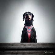 Superdog Harness 