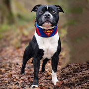 Superdog Collar 