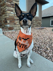 So Wickedly Cute Halloween Dog Bandana