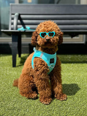 SoHo Dog Harness - Fifth Avenue