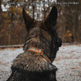 Load image into Gallery viewer, Southwest Spirit Collar - Southlake Paws
