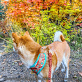 Load image into Gallery viewer, Southwest Spirit Harness
