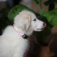 Load image into Gallery viewer, Spring Fever Dog Collar

