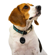 Saint Barth dog collar (quick release)