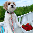 Load image into Gallery viewer, Strawberry Fields Dog Collar

