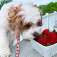 Load image into Gallery viewer, Strawberry Fields Small Breed Dog Lead
