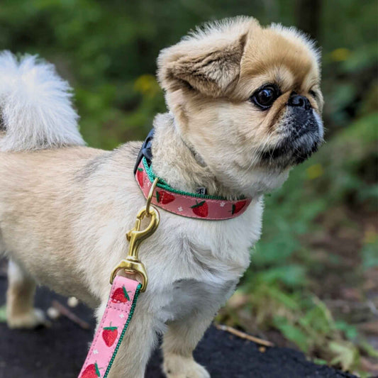 Up Country Strawberry Fields Cast Brass Dog Collar