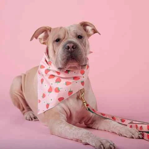 Up Country Strawberry Pet Bandana Made in USA Pet Accessory