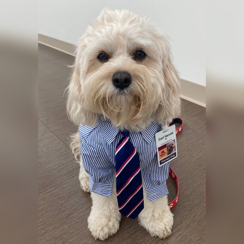 Stripe Long-Sleeve Button-Down Dog Dress Shirt - Southlake Paws