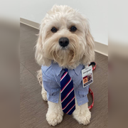 Stripe Long-Sleeve Button-Down Dog Dress Shirt