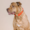 Load image into Gallery viewer, Suki Dog Collar

