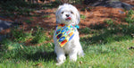 Surf's Up!  Dog Bandana