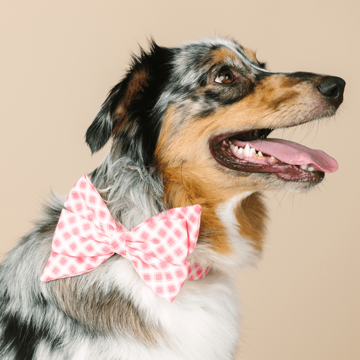 Sutton Dog Babe Bow