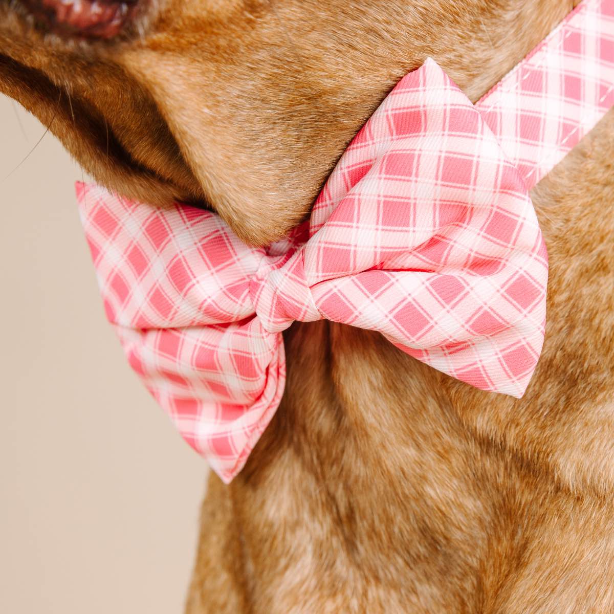 Sutton Dog Bow Tie