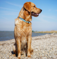 Load image into Gallery viewer, Swim Time Wide Dog Collar
