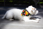 TACO Tuesday Dog Bandana