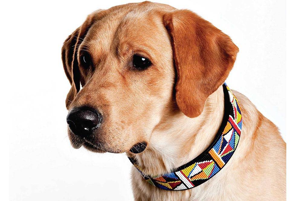 Beaded dog collar from Southlake Paws on a golden retriever, featuring colorful geometric patterns.