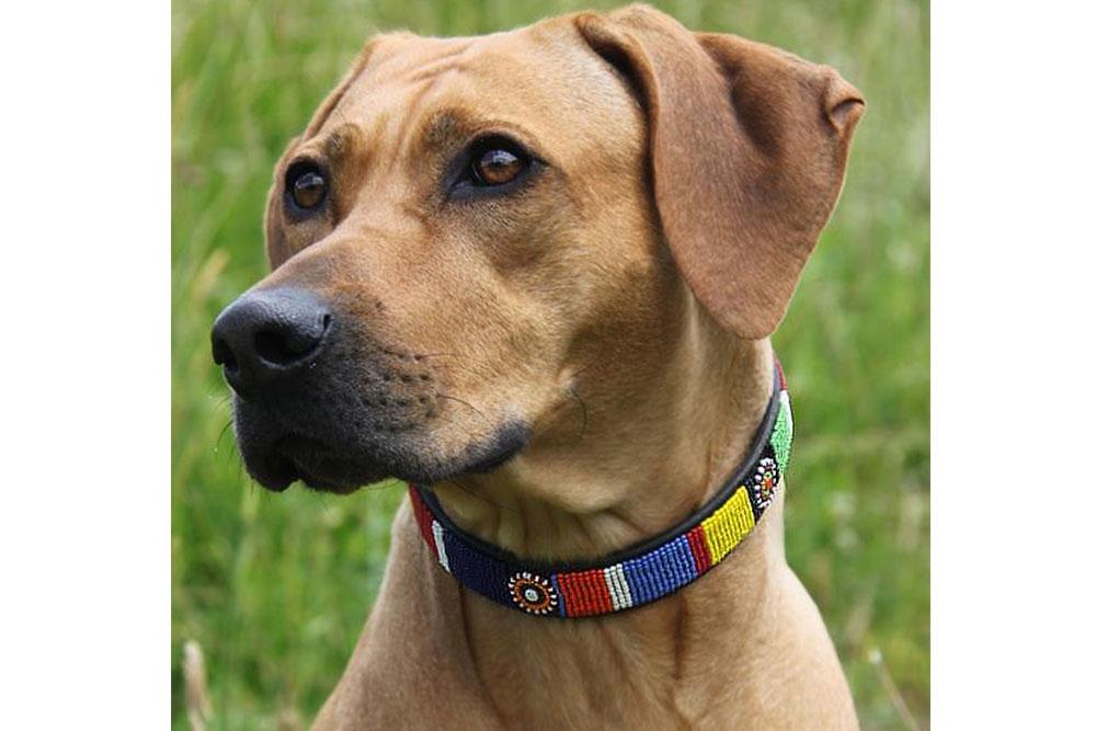 TKC Circle of Life Beaded Dog Collar
