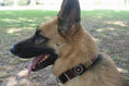 Load image into Gallery viewer, TKC Topi Beaded Dog Collar
