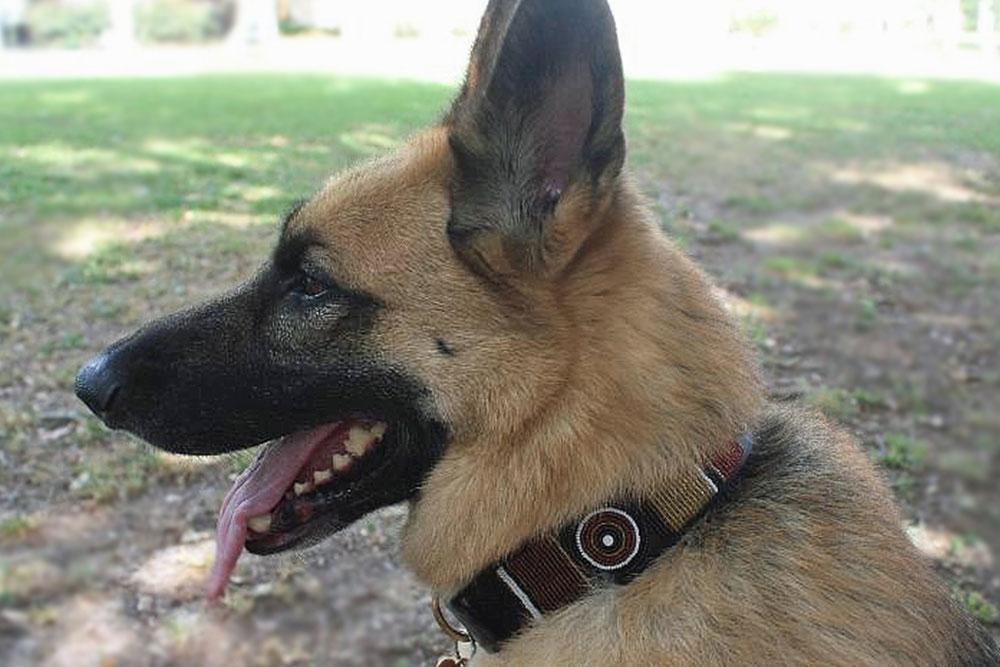 TKC Topi Beaded Dog Collar