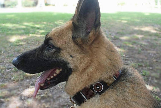 TKC Topi Beaded Dog Collar