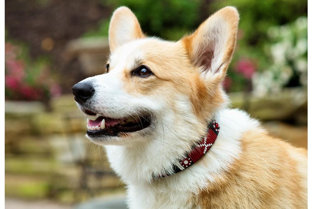 TKC Maasai Shield Beaded Dog Collar