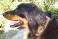 Load image into Gallery viewer, TKC Cheetah Beaded Dog Collar
