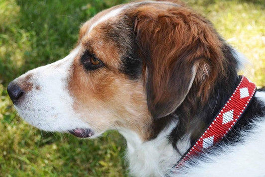TKC Unity Beaded Dog Collar