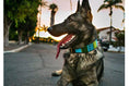 Load image into Gallery viewer, TKC Lagoon Beaded Dog Collar
