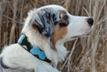 Load image into Gallery viewer, TKC Jacaranda Beaded Dog Collar
