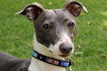 Load image into Gallery viewer, TKC Malindi Beaded Dog Collar
