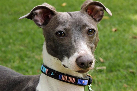 TKC Malindi Beaded Dog Collar