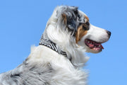 TKC Zebra Beaded Dog Collar