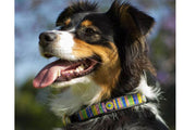 TKC Meadow Beaded Dog Collar