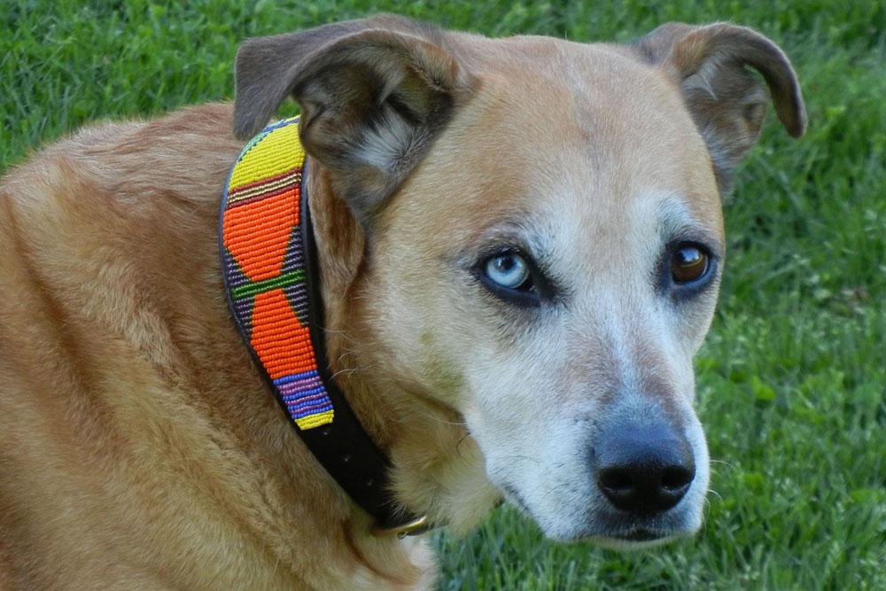 TKC Hippo Circus Beaded Dog Collar